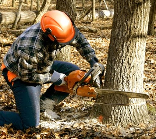 Tree Removal in Coldspring, TX